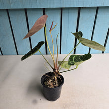 Load image into Gallery viewer, #FR23 Anthurium Dorayaki Silver x Besseae aff 'Red'
