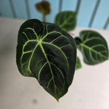 Load image into Gallery viewer, #FR12 Anthurium Dorayaki Silver x Besseae aff 'Red'