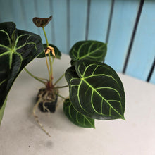 Load image into Gallery viewer, #FR12 Anthurium Dorayaki Silver x Besseae aff 'Red'