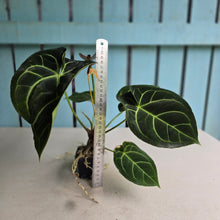 Load image into Gallery viewer, #FR12 Anthurium Dorayaki Silver x Besseae aff 'Red'