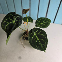 Load image into Gallery viewer, #FR12 Anthurium Dorayaki Silver x Besseae aff 'Red'