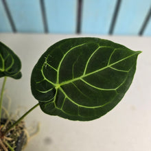 Load image into Gallery viewer, #FR12 Anthurium Dorayaki Silver x Besseae aff 'Red'