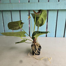 Load image into Gallery viewer, #FR12 Anthurium Dorayaki Silver x Besseae aff 'Red'