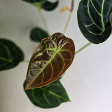 Load image into Gallery viewer, #FR12 Anthurium Dorayaki Silver x Besseae aff 'Red'