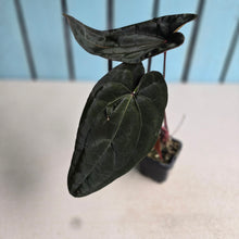 Load image into Gallery viewer, #FR26 Anthurium Reverse Black Cherry x RVDP