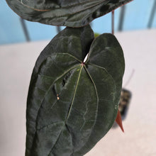 Load image into Gallery viewer, #FR26 Anthurium Reverse Black Cherry x RVDP
