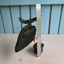 Load image into Gallery viewer, #FR26 Anthurium Reverse Black Cherry x RVDP
