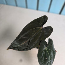 Load image into Gallery viewer, #FR26 Anthurium Reverse Black Cherry x RVDP