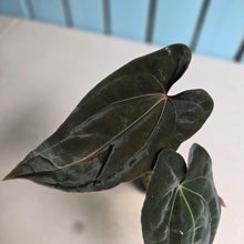 Load image into Gallery viewer, #FR26 Anthurium Reverse Black Cherry x RVDP