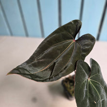 Load image into Gallery viewer, #FR26 Anthurium Reverse Black Cherry x RVDP
