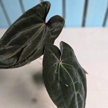 Load image into Gallery viewer, #FR26 Anthurium Reverse Black Cherry x RVDP