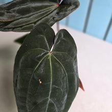 Load image into Gallery viewer, #FR26 Anthurium Reverse Black Cherry x RVDP