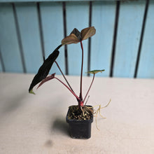 Load image into Gallery viewer, #FR26 Anthurium Reverse Black Cherry x RVDP