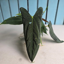 Load image into Gallery viewer, #FR16 Anthurium Papillilaminum x Dressleri