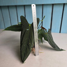 Load image into Gallery viewer, #FR16 Anthurium Papillilaminum x Dressleri