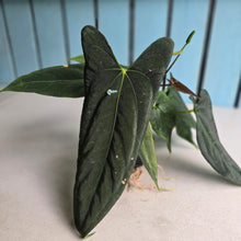 Load image into Gallery viewer, #FR16 Anthurium Papillilaminum x Dressleri