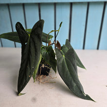 Load image into Gallery viewer, #FR16 Anthurium Papillilaminum x Dressleri