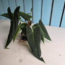 Load image into Gallery viewer, #FR16 Anthurium Papillilaminum x Dressleri