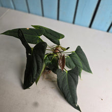 Load image into Gallery viewer, #FR16 Anthurium Papillilaminum x Dressleri