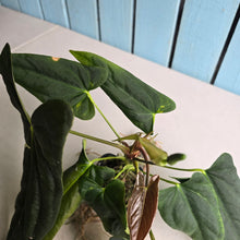 Load image into Gallery viewer, #FR16 Anthurium Papillilaminum x Dressleri
