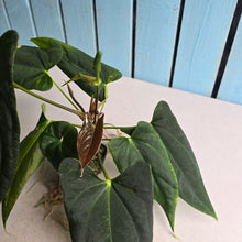 Load image into Gallery viewer, #FR16 Anthurium Papillilaminum x Dressleri