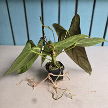 Load image into Gallery viewer, #FR16 Anthurium Papillilaminum x Dressleri