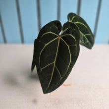 Load image into Gallery viewer, #FR25 Anthurium 'Jayda' x 'Red Crystal'