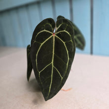 Load image into Gallery viewer, #FR25 Anthurium 'Jayda' x 'Red Crystal'