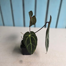 Load image into Gallery viewer, #FR25 Anthurium 'Jayda' x 'Red Crystal'