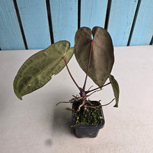 Load image into Gallery viewer, #FR25 Anthurium 'Jayda' x 'Red Crystal'