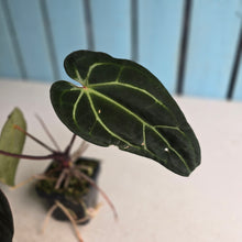 Load image into Gallery viewer, #FR25 Anthurium 'Jayda' x 'Red Crystal'