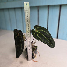 Load image into Gallery viewer, #FR25 Anthurium 'Jayda' x 'Red Crystal'