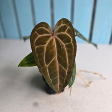 Load image into Gallery viewer, #FR14 Anthurium 'Jayda' x 'Red Crystal'
