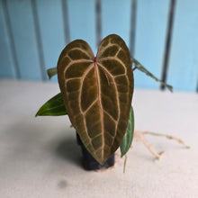 Load image into Gallery viewer, #FR14 Anthurium 'Jayda' x 'Red Crystal'