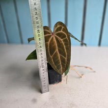Load image into Gallery viewer, #FR14 Anthurium 'Jayda' x 'Red Crystal'