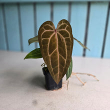 Load image into Gallery viewer, #FR14 Anthurium 'Jayda' x 'Red Crystal'