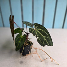Load image into Gallery viewer, #FR14 Anthurium 'Jayda' x 'Red Crystal'