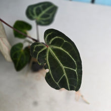Load image into Gallery viewer, #FR14 Anthurium 'Jayda' x 'Red Crystal'
