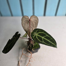 Load image into Gallery viewer, #FR14 Anthurium 'Jayda' x 'Red Crystal'