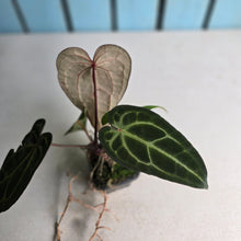 Load image into Gallery viewer, #FR14 Anthurium 'Jayda' x 'Red Crystal'