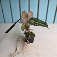 Load image into Gallery viewer, #FR14 Anthurium 'Jayda' x 'Red Crystal'