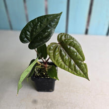 Load image into Gallery viewer, #FR27 Anthurium (Black Sensation x Midnight Velvet) x Luxurians