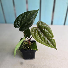 Load image into Gallery viewer, #FR27 Anthurium (Black Sensation x Midnight Velvet) x Luxurians