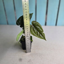 Load image into Gallery viewer, #FR27 Anthurium (Black Sensation x Midnight Velvet) x Luxurians