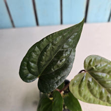 Load image into Gallery viewer, #FR27 Anthurium (Black Sensation x Midnight Velvet) x Luxurians