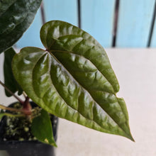 Load image into Gallery viewer, #FR27 Anthurium (Black Sensation x Midnight Velvet) x Luxurians