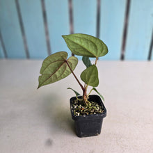 Load image into Gallery viewer, #FR27 Anthurium (Black Sensation x Midnight Velvet) x Luxurians