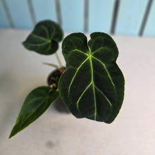 Load image into Gallery viewer, #FR13 Anthurium Hoffmanii x Forgetii