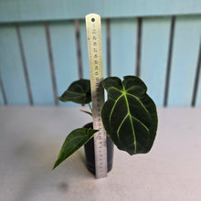 Load image into Gallery viewer, #FR13 Anthurium Hoffmanii x Forgetii
