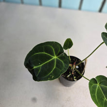 Load image into Gallery viewer, #FR13 Anthurium Hoffmanii x Forgetii